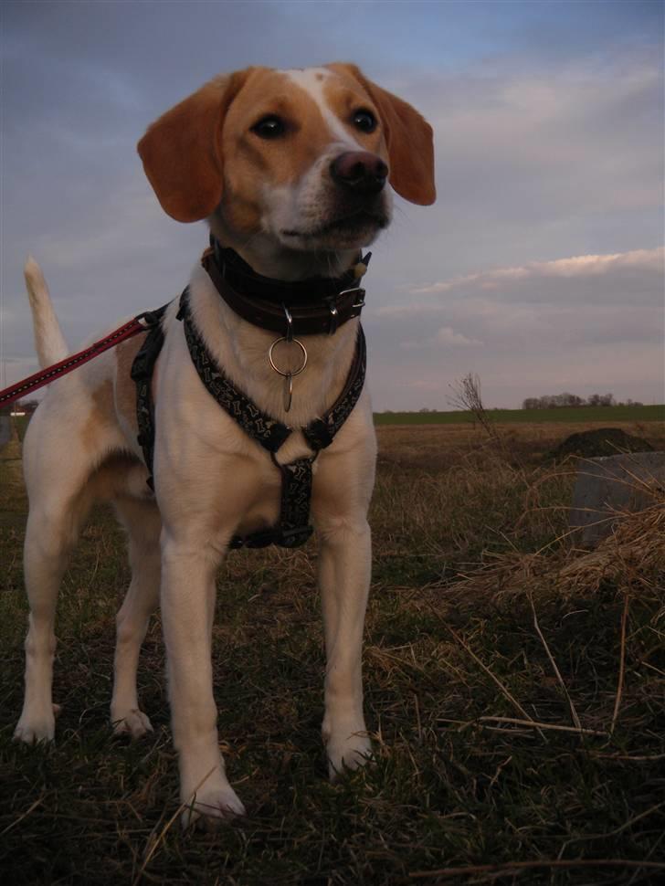 Blanding af racer Bailey billede 10