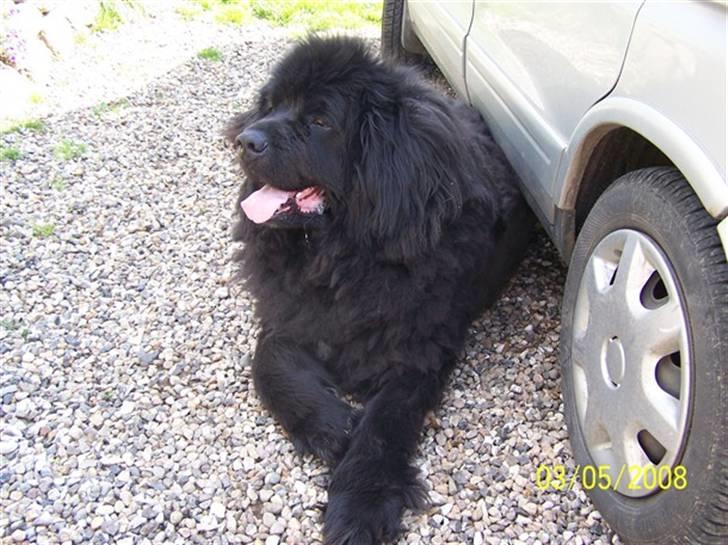 Newfoundlænder Buller (RIP): billede 6