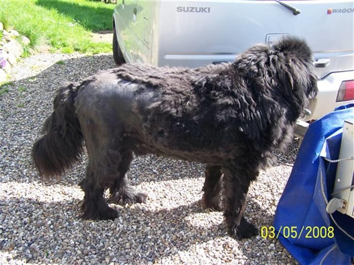 Newfoundlænder Buller (RIP): - buller er blevet klippet! billede 7
