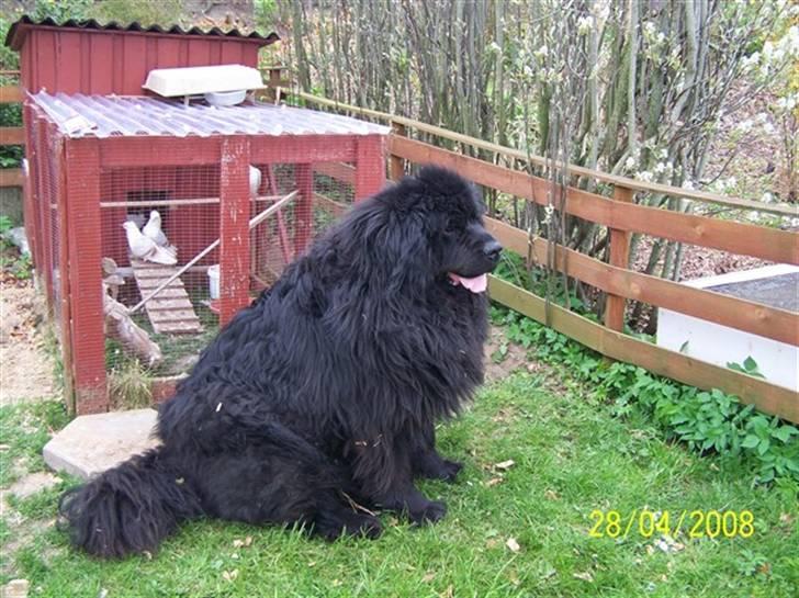 Newfoundlænder Buller (RIP): billede 8