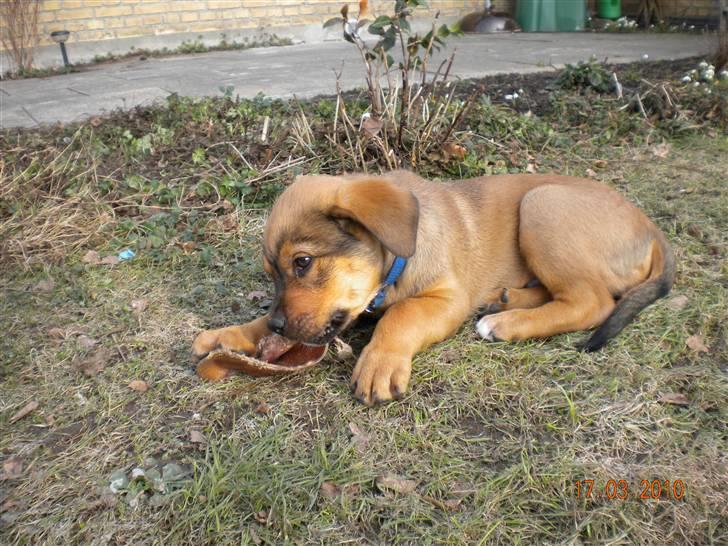 Blanding af racer Balo billede 11