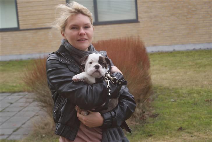 Olde english bulldogge Tago billede 5