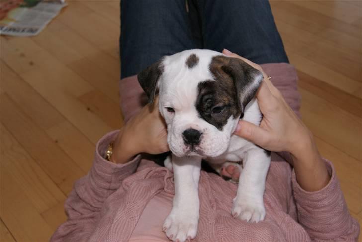 Olde english bulldogge Tago billede 6