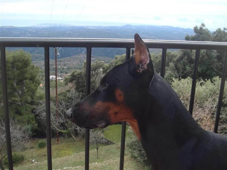 Dobermann Dalí billede 2