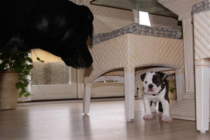 Olde english bulldogge Tago billede 7