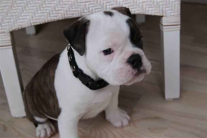 Olde english bulldogge Tago billede 8