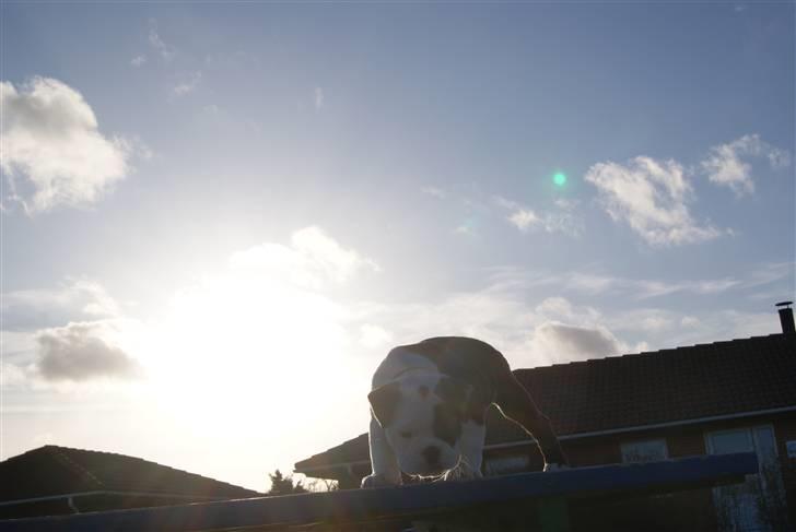 Olde english bulldogge Tago billede 9