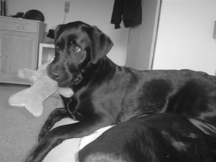 Labrador retriever Shiva - hendes bedste bamse, vi kalder bamme. billede 18