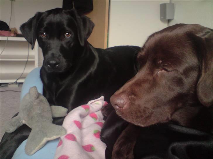 Labrador retriever Shiva billede 19