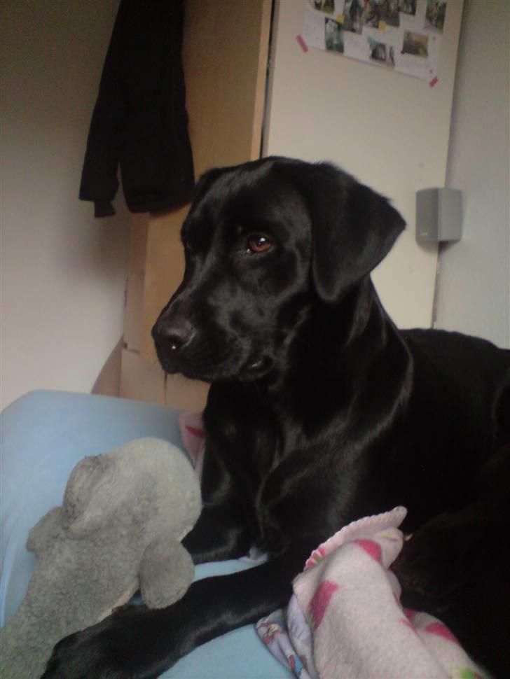 Labrador retriever Shiva billede 20