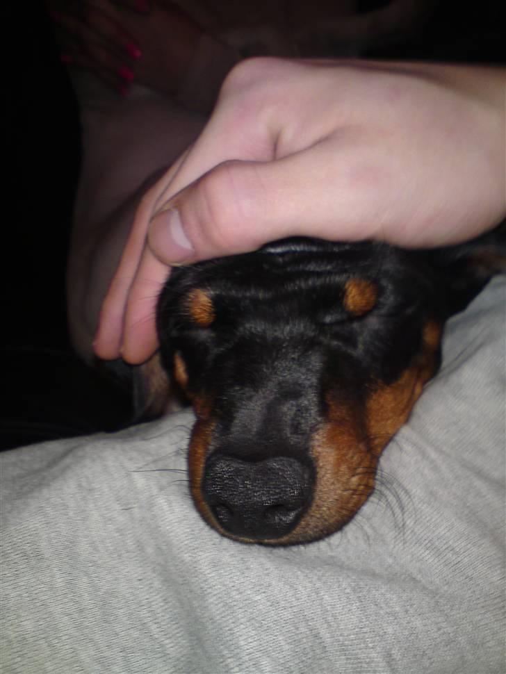 Dvaergpinscher Pappy <3  - hold da op jeg kan ikke se noget :I billede 9