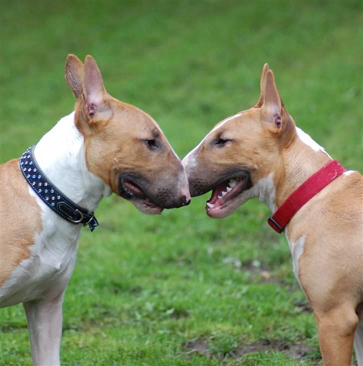 Bullterrier Honey 31.01.2010 - 21.07.2017 - Knold og Tot aka Anton og Honey billede 14