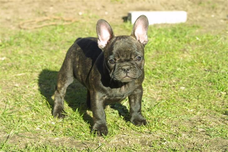 Fransk bulldog Anabell billede 1