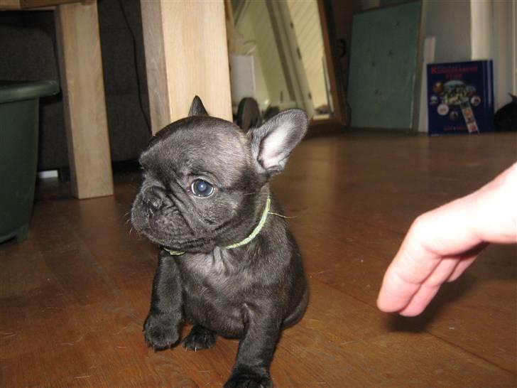 Fransk bulldog Anabell billede 2
