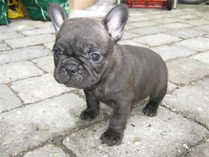 Fransk bulldog Anabell billede 3