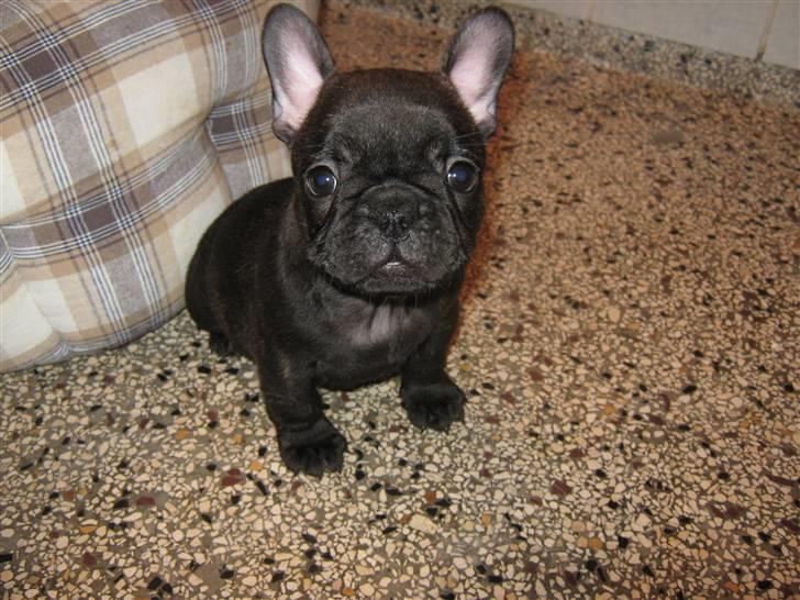 Fransk bulldog Anabell billede 4
