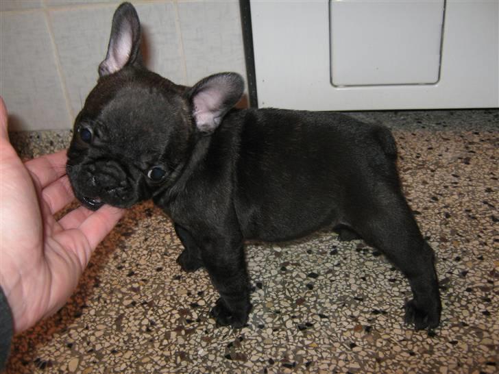 Fransk bulldog Anabell billede 5