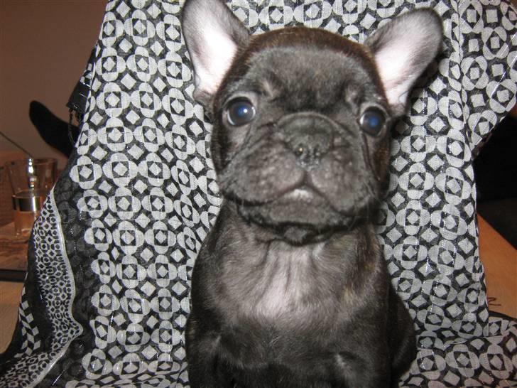 Fransk bulldog Anabell billede 6