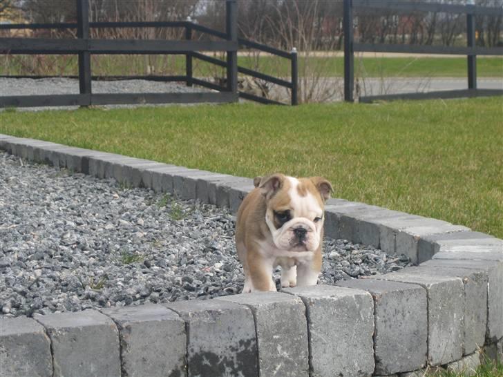 Engelsk bulldog Don billede 12