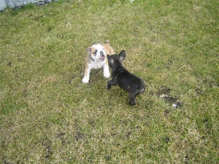 Engelsk bulldog Don billede 13