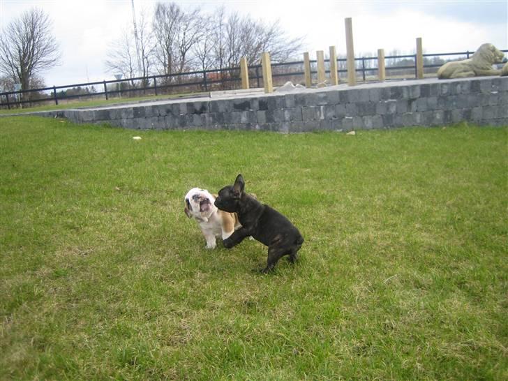 Engelsk bulldog Don billede 14