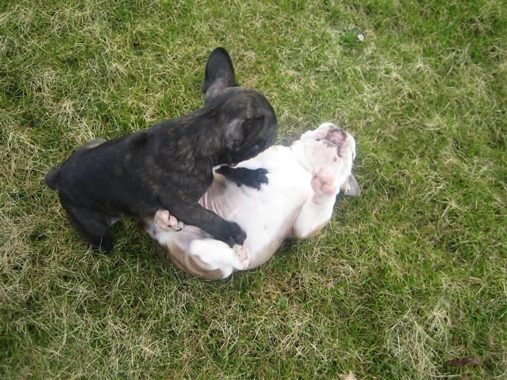 Engelsk bulldog Don billede 15