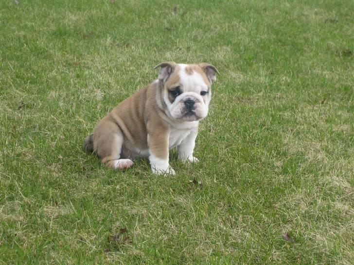 Engelsk bulldog Don billede 16