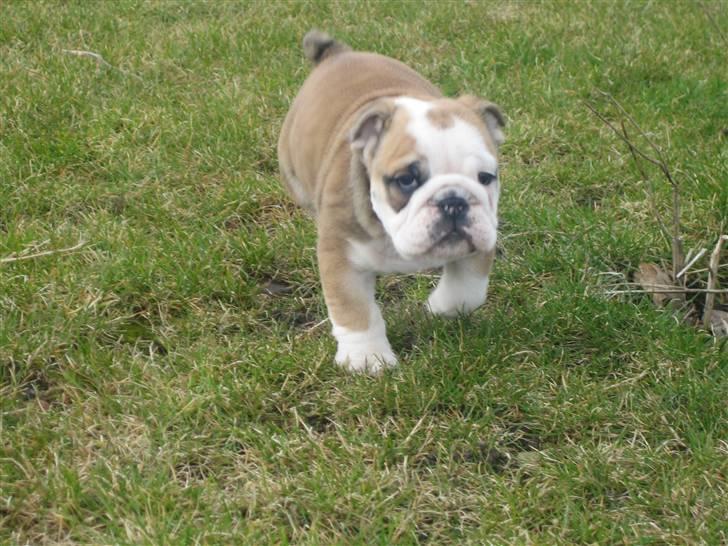 Engelsk bulldog Don billede 17