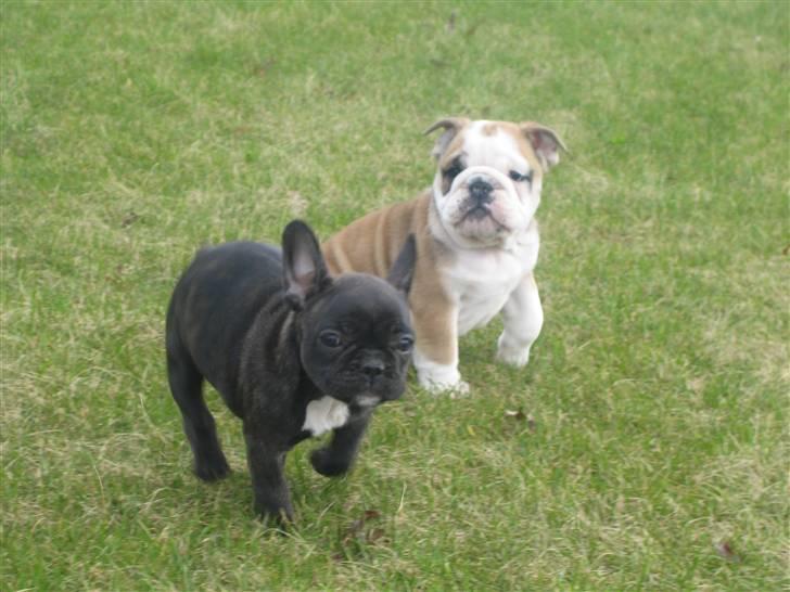 Engelsk bulldog Don billede 18