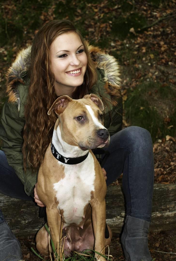 Amerikansk staffordshire terrier Misty  - nyt billede 1