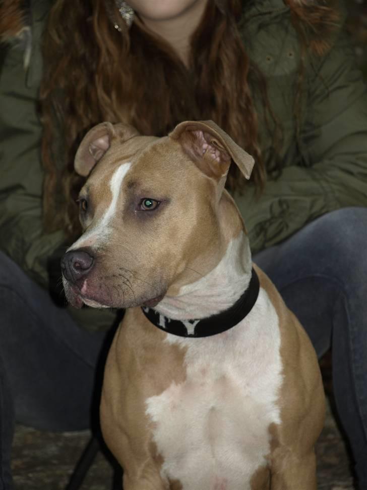 Amerikansk staffordshire terrier Misty  billede 3