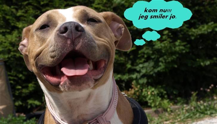 Amerikansk staffordshire terrier Misty  - nyt billede 10