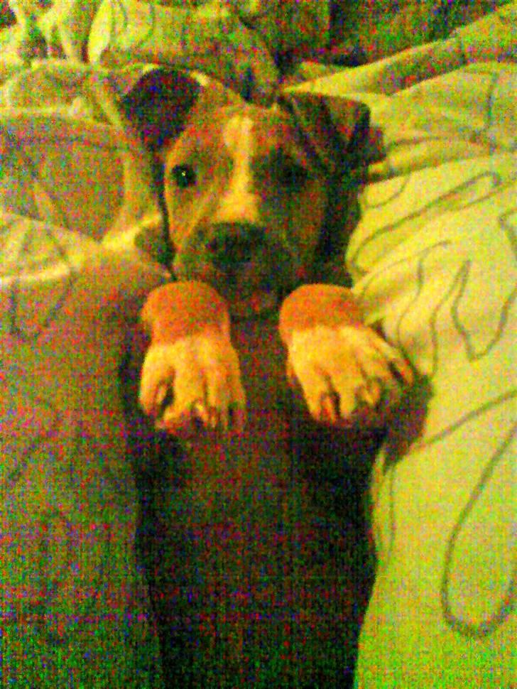 Amerikansk staffordshire terrier Misty  - baby :D billede 13