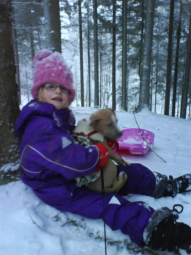 Amerikansk staffordshire terrier Misty  - fra den 21 dec. billede 16