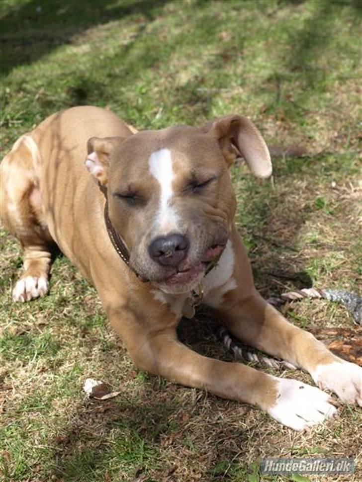 Amerikansk staffordshire terrier Misty  billede 12