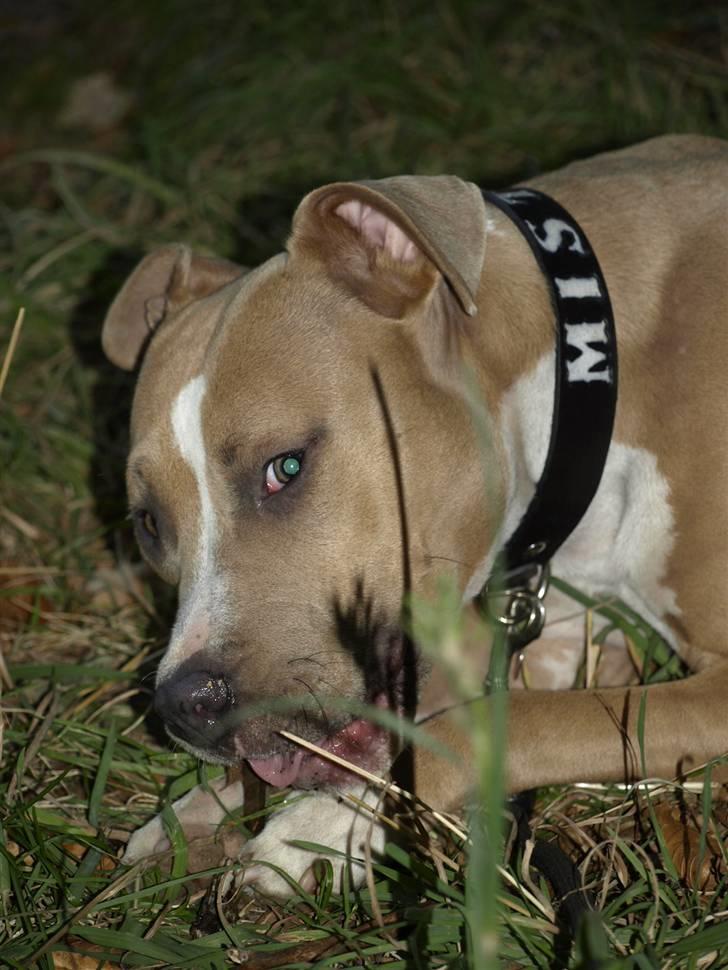 Amerikansk staffordshire terrier Misty  billede 8