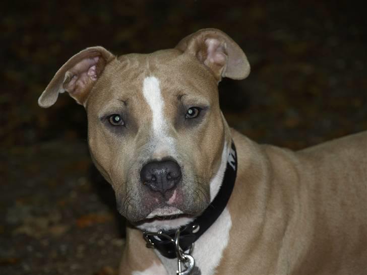 Amerikansk staffordshire terrier Misty  billede 11