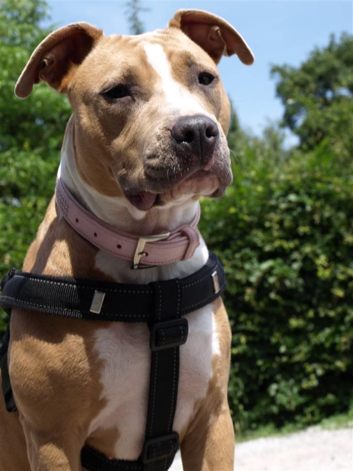 Amerikansk staffordshire terrier Misty  - nyt billede 17