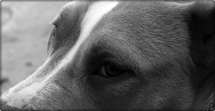 Amerikansk staffordshire terrier Misty  - nyt billede 5