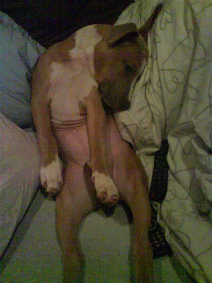 Amerikansk staffordshire terrier Misty  billede 18