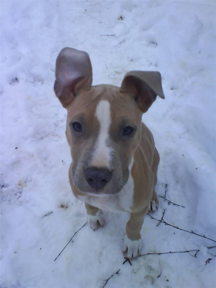 Amerikansk staffordshire terrier Misty  billede 15