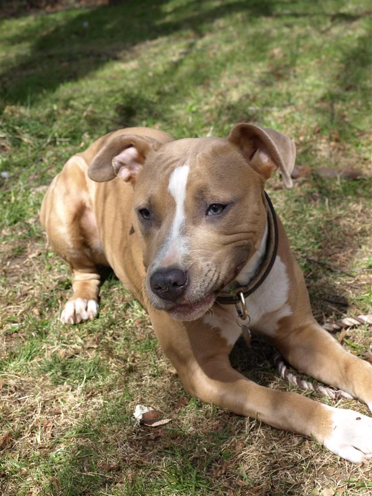 Amerikansk staffordshire terrier Misty  billede 14