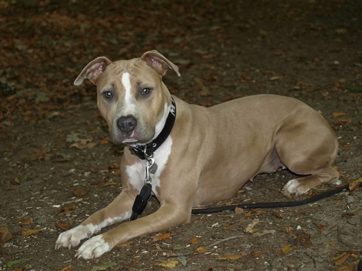Amerikansk staffordshire terrier Misty  billede 6
