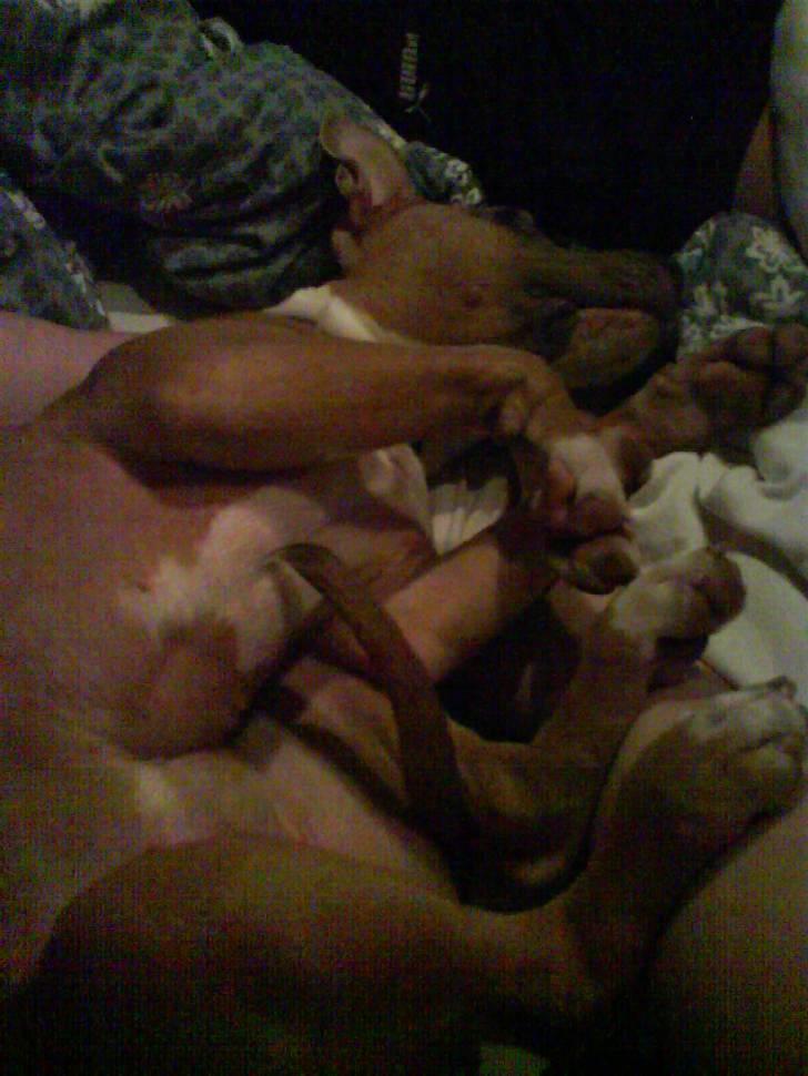 Amerikansk staffordshire terrier Misty  billede 19