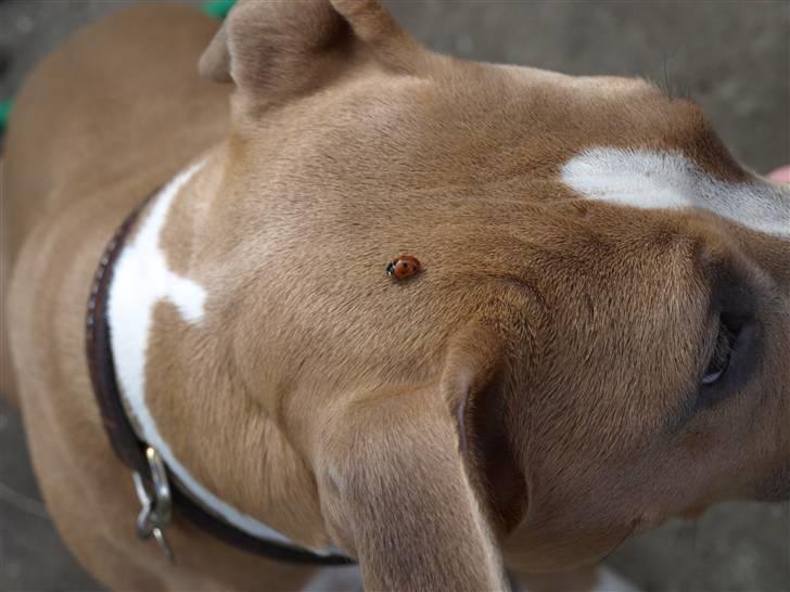 Amerikansk staffordshire terrier Misty  billede 9