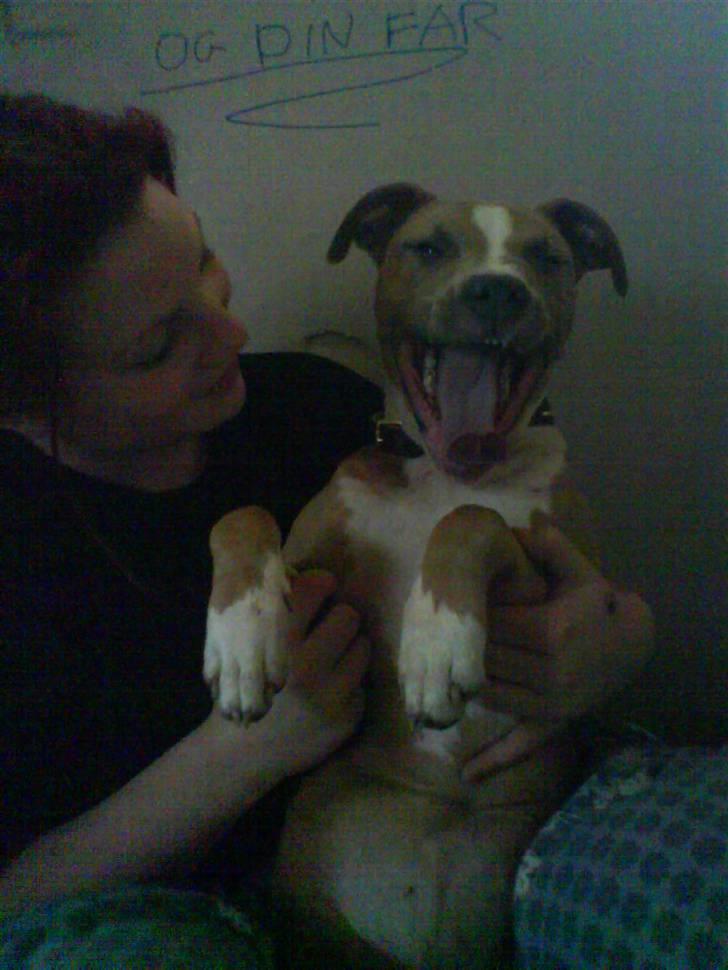 Amerikansk staffordshire terrier Misty  billede 20