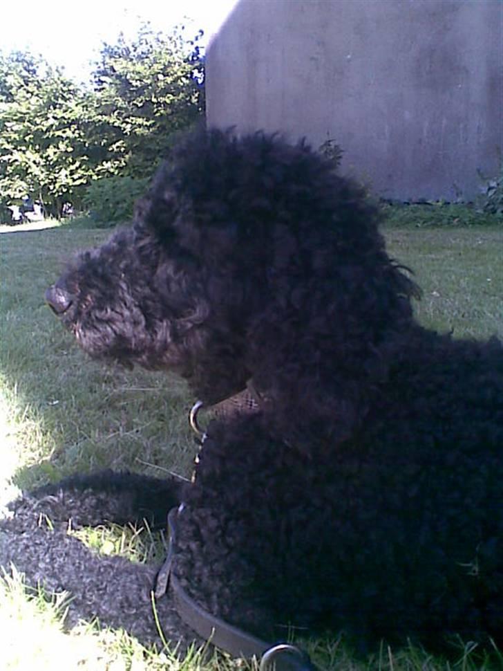 Dværgpuddel Chili billede 7