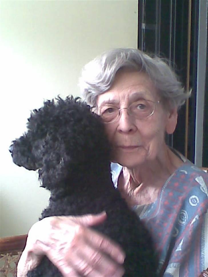 Dværgpuddel Chili billede 8