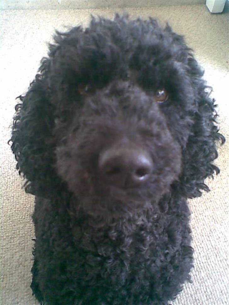 Dværgpuddel Chili - Krøller eller ej vi elsker vores hund billede 9