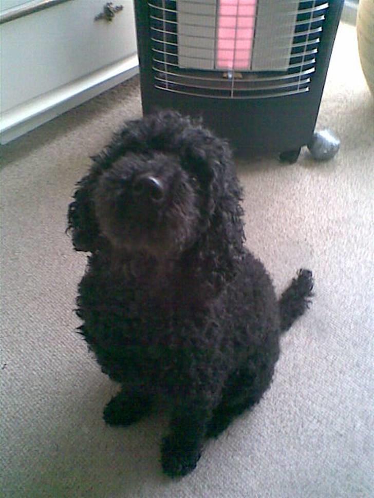 Dværgpuddel Chili - Jeg er da en sjov Krøltop ;D billede 10